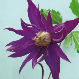 powojnik-purple-spider-botaniczny-2l
