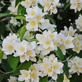 jasminowiec-rosace-2l