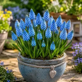 muscari-szafirek-azureum-5-szt-szafirki-cebulki-niebieski-cebule-kwiatowe