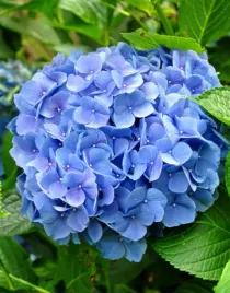 hortensja-nikko-blue-sadzonki-w-doniczkach