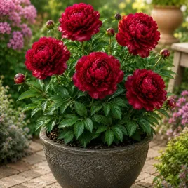 paeonia-piwonia-lekarska-rubra-plena-1-szt-423