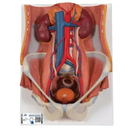 3b-scientific-model-k32-dual-sex-urinary-system-6-czesciowy