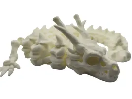 smok-chinski-szkielet-ruchoma-figurka-3d-flexi-kolor-kosci-prezent-30cm