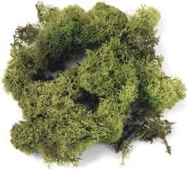 rayher-iceland-moss-h-green-sb-btl-100-g-8503211