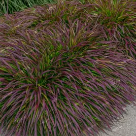 hakonechloa-smukla-beni-kaze-hakonechloa-macra-kazi-doniczka-1-0l