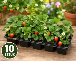 poziomka-baron-von-solemacher-stara-odmiana-poziomki-10-szt-sadzonka