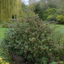irga-simonsa-cotoneaster-simonsii-krzew-czerwone-owoce-sadzonka