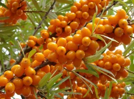 rokitnik-samopylny-friesdorfer-orange-sadz-w-doniczkach