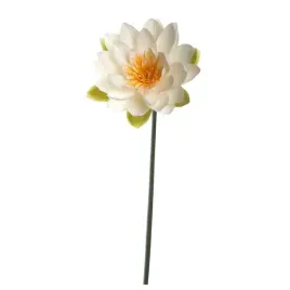 kwiat-lilia-wodna-75-fiore