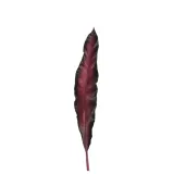 lisc-75-dark-red-fiore
