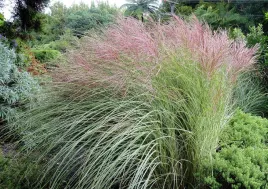 miskant-chinski-new-hybrids-sadzonki-w-doniczkach