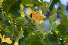 tulipanowiec-amerykanski-liriodendron-tulipifera-sadzonka-w-doniczce
