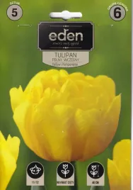 tulipan-pelny-yellow-pomponette-cebulki-5szt-eden