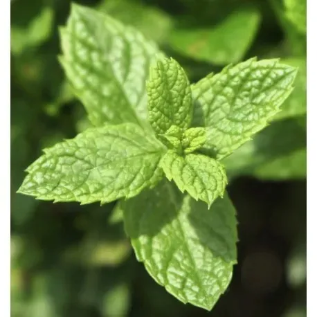 yodeyma-mint-ocean-100-ml-perfumy