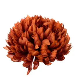 chryzantema-ananas-brazowa