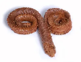 baranie-rogi-lakierowane