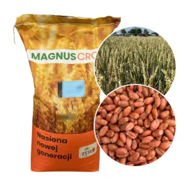 pszenica-ozima-belissa-25kg-nasiona-c1-2026-zaprawiane-klc-seeds
