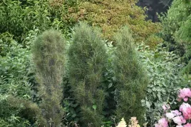 kruszyna-pospolita-fine-line-frangula-alnus-kolumnowa-sadzonka