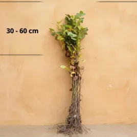 grab-pospolity-30-60-cm-goly-korzen-sadzonka-na-zywoplot-do-ogrodu