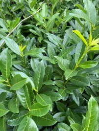 laurowisnia-genolia-p95-10-20cm-zimozielona-zywoplot-kolumnowa-krzew