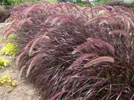 rozplenica-japonska-rubrum-bordowa-trawa-ozdobna-purpurowe-liscie-p9
