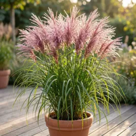 miskant-chinski-flamingo-miscanthus-sinensis-sadzonki-p9