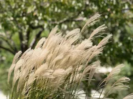 miskant-chinski-kleine-silberspinne-miscanthus-sinensis-sadzonki-p9