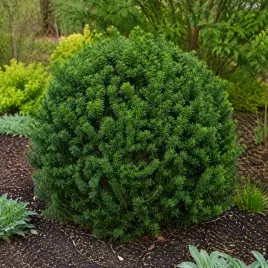 cis-pospolity-anna-taxus-baccata