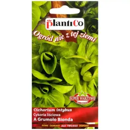 cykoria-a-grumolo-bionda-nasiona-2g-plantico
