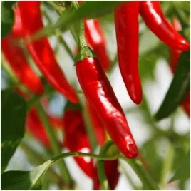 papryka-czerwona-ostra-de-cayenne-nasiona-05-g