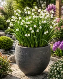 leucojum-aestivum-sniezyca-letnia-1szt-cebulki-cebule-biala-xxl-16-18