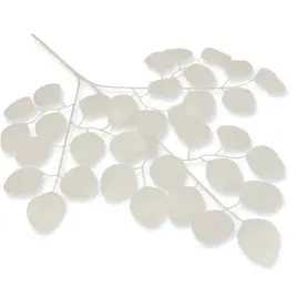 eukaliptus-galazka-bialych-lisci