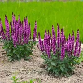 szalwia-omszona-rozowa-midnight-rose-sadzonka-w-p11-bylina-rzadka-odmiana