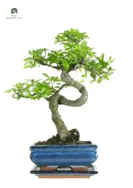 drzewko-bonsai-wiaz-chinski-2530-cm-ulmus-parvifolia-p15-s