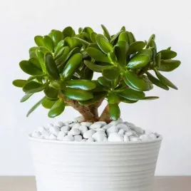 crassula-ovata-grubosz-jajowaty-drzewko-szczescia-sukulent-rozmiar-l