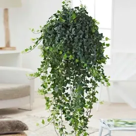 hedera-wonder-bluszcz-piekne-zielone-pnacze-roz-m-latwa-uprawa