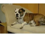 pet-corrector-200ml-stan-nowy