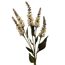 konwalia-jesienna-kremowa