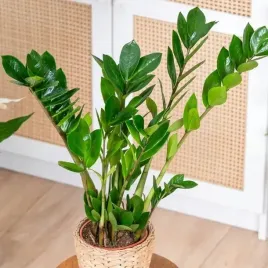 zamioculcas-zamiifolia-duzy-okaz-zelazna-roslina-zamiokulkas