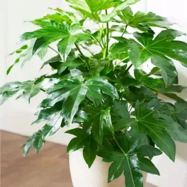 fatsia-japonica-wytrzmala-japonska-roslina-bujna-fatsja-odporna-duze