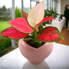 aglaonema-pinky-promise-do6cm-latwa-w-uprawie-idealna-na-prezent