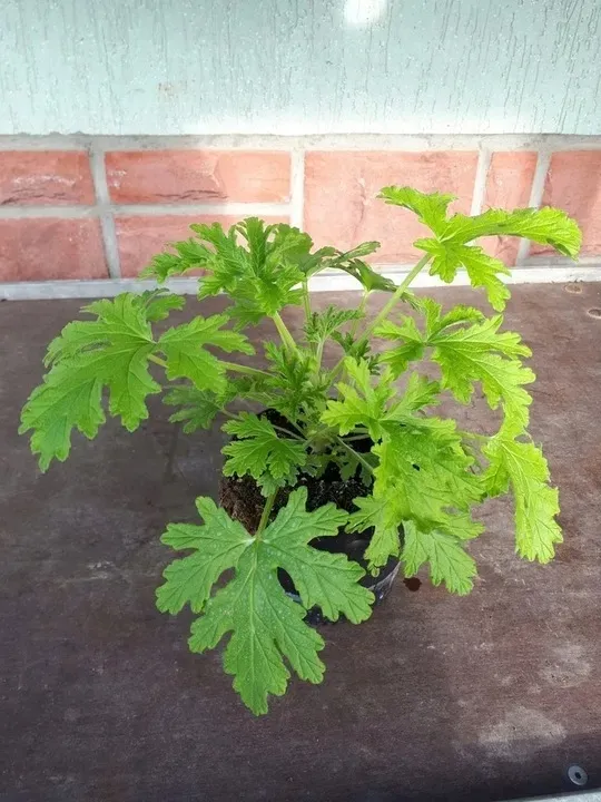 geranium-anginka-roslina
