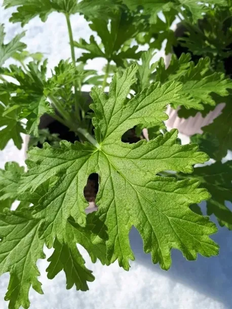 geranium-anginka-roslina-stan-nowy
