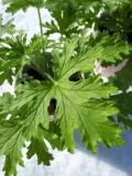 geranium-anginka-roslina-stan-nowy