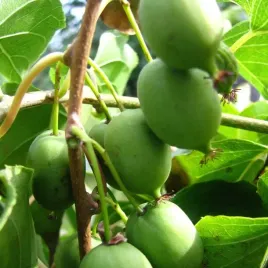 aktinidia-issai-ostrolistna-mini-kiwi-samopylna-obuplciowa-sadzonka