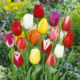 tulipan-triumph-mix-oferta-specjalna-25-szt-9-10-cebulki-tulipanow