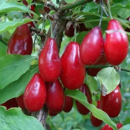 deren-jadalny-jolico-duze-smaczne-owoce-odporna-i-sprawdzona-sadzonka