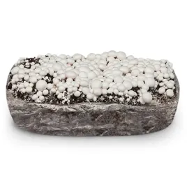 grzybnia-pieczarki-bialej-balot-podloze-3faza-20kg-z-badaniami