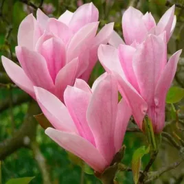 mrozoodporna-magnolia-fioletowa-magnolia-liliflora-do-ogrodu-5-nasion