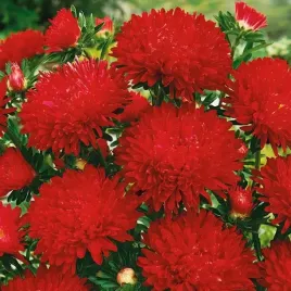 aster-wysoki-peoniowy-stanislaw-callistephus-chinensis-fl-pl-500-nasion